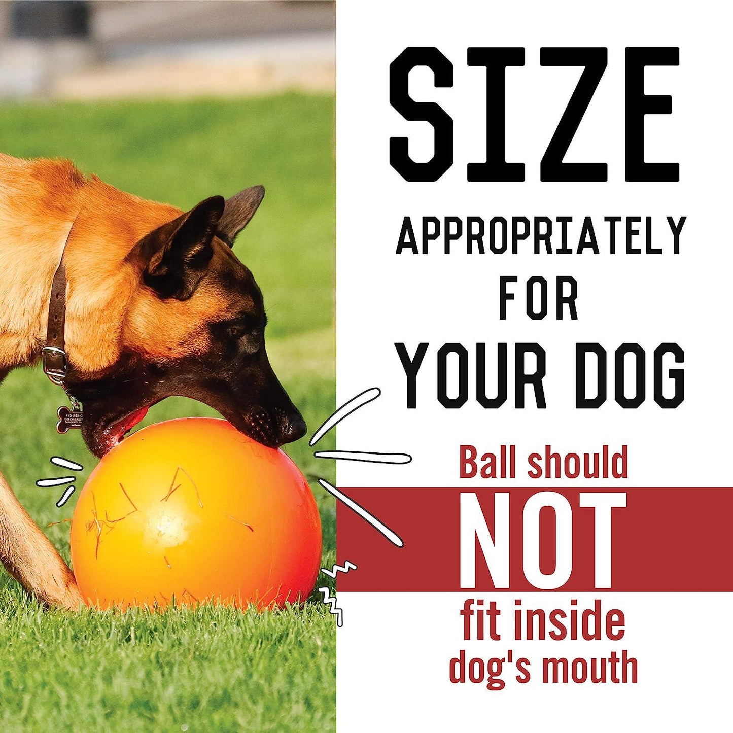 B00CIT99BC Virtually Indestructible Best Ball (hard plastic, colors may vary), All Breed Sizes