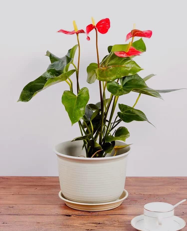 Elsjoy Set of 16 Plastic Planter Pots with Drainage Saucer, 6 Inch Flowers Pot Decorative Plant Pots for Succulents, House Plants, Garden, 4 Colors