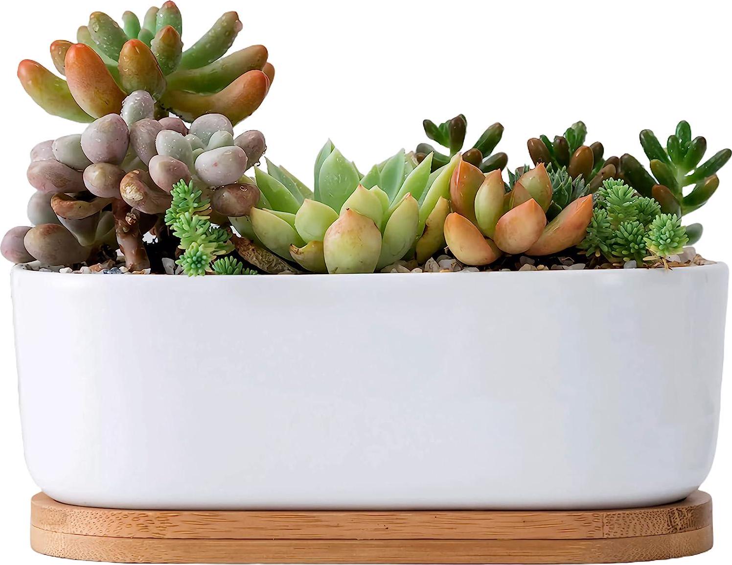 Everyday Better Life Cute Ceramic Home Garden Decoration Succulent Cactus Flower Pots with Bamboo Tray (6.7 Inchs Oval)-