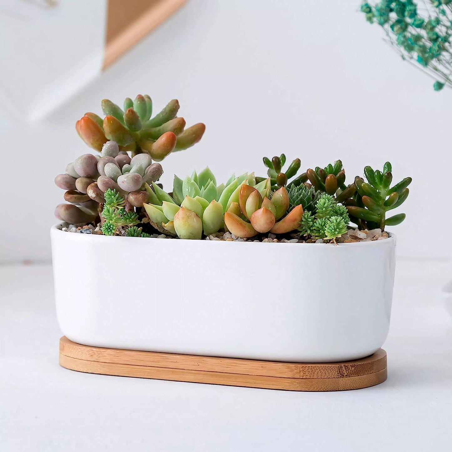 Everyday Better Life Cute Ceramic Home Garden Decoration Succulent Cactus Flower Pots with Bamboo Tray (6.7 Inchs Oval)