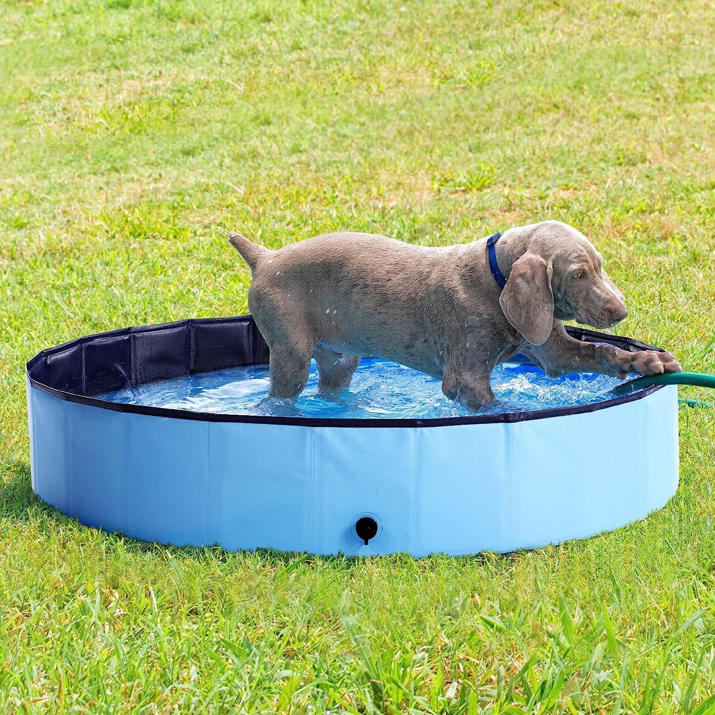 Foldable Kiddie Pool Hard Plastic Kids Pool, 31.4 x 12 , Portable PVC Dog Swimming Pool, Indoor and Outdoor Collapsible Pet Pool Bath Tub for Dogs, Cats and Kids - Medium and Blue