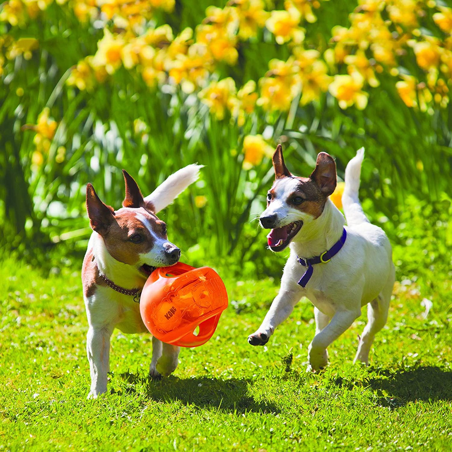 KONG Jumbler Ball Dog Toys for Aggressive Chewers - Interactive Dog Toy - Dog Toy Ball with Interior Tennis Ball and Squeak Toy